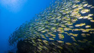 Safety in numbers