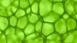 Incorporated cell companies: the Cayman approach