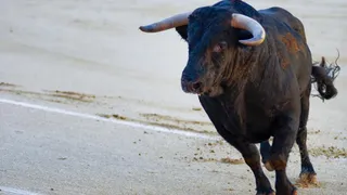 Bullish on captives